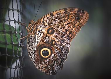 animals pets wild animals