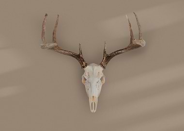 Bohemian Animal Skull Boh