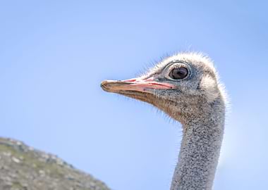 Ostrich