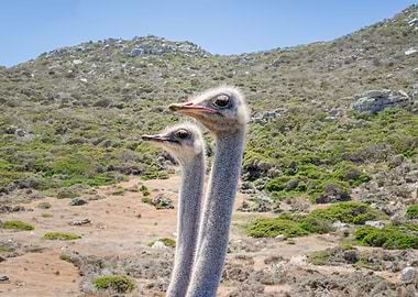 Ostrich