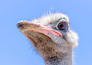 Ostrich
