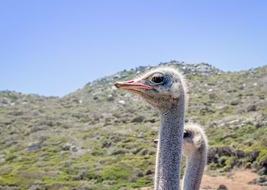 Ostrich