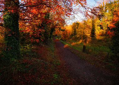Autumn trails