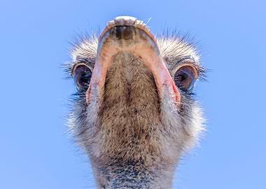 Ostrich