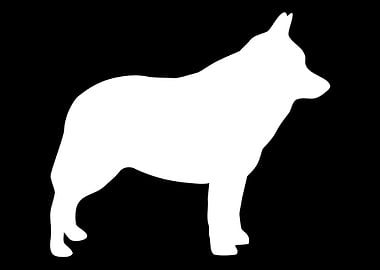 Schipperke