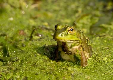 Green frog in pond