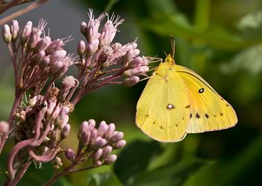 Yellow butterfly on flower