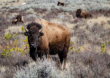 black flower bison