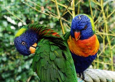 Two lories on a rope