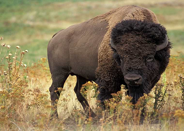 brown flower bison