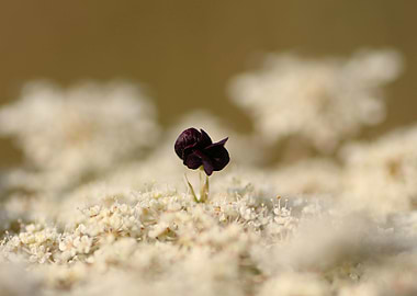 black and white flower