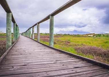 Wooden boardwalk