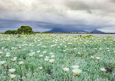 Overcast Table Mountain