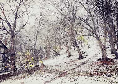 Winter in the forest