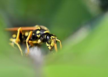 Wasp