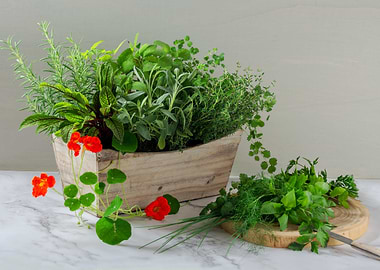 fresh herb stilllife