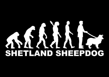 Shetland Sheepdog