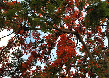 Fire Tree