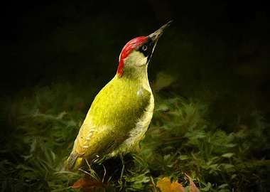 Green woodpecker