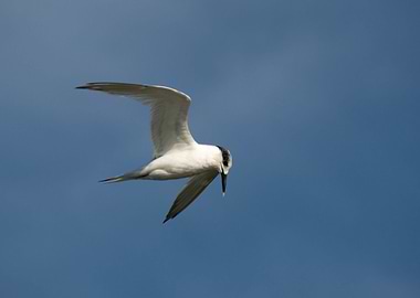 Ready to dive winged