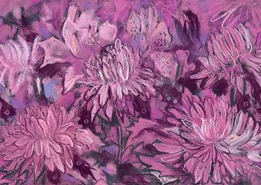 Chrysanthemum Flowers Pink