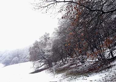 Forest in winter season
