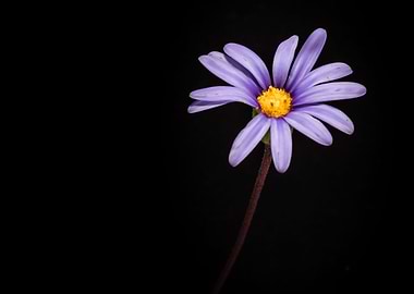 Blue daisy flower