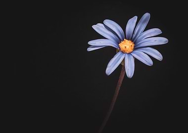 Blue daisy flower