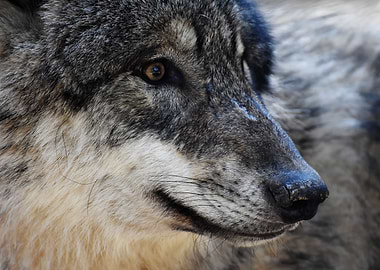 Beautiful Wolf