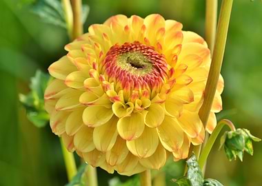 Yellow Dahlia