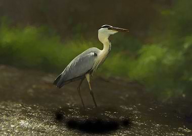 Grey heron 3