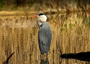 Grey heron