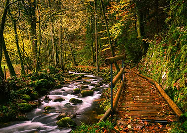 FOREST VIEW IN GERMANY