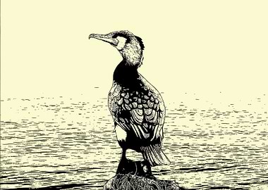 Cormorant