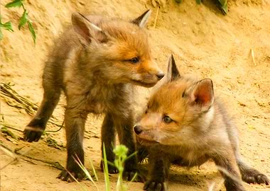 Little foxes