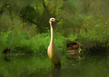 Egret