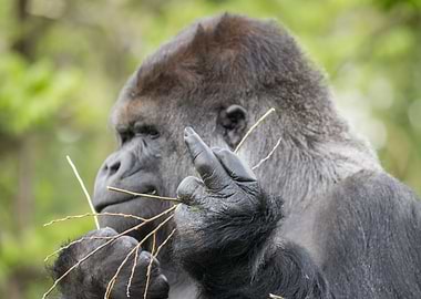 MIDDLE FINGER FROM GORILLA