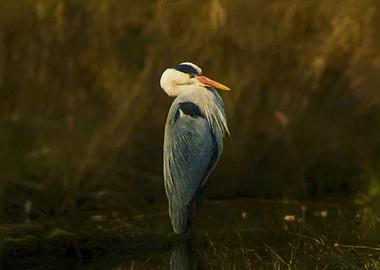 Grey heron 2