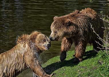 Bears Brothers