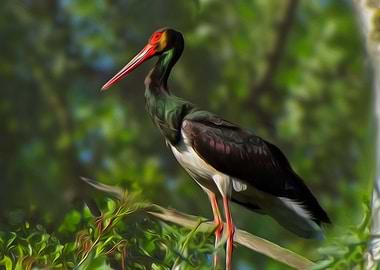 Black stork
