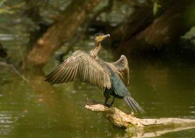 Sunbathing cormorant