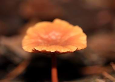 Winter wild mushrooms free