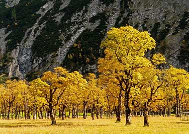 Sycamore maple in autumn