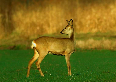 Doe in the meadow