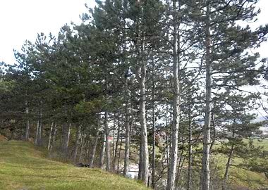 Pine trees