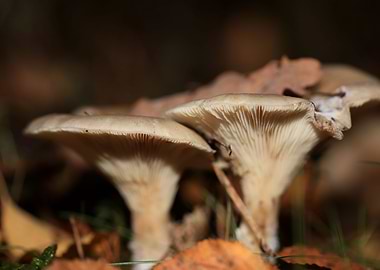 Winter wild mushrooms free