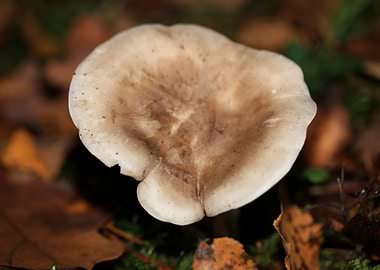 Winter wild mushrooms free