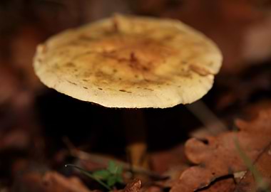 Winter wild mushrooms free