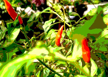 Chilli Plant