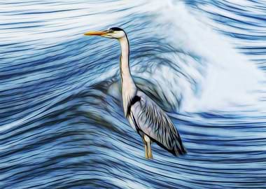 Grey heron